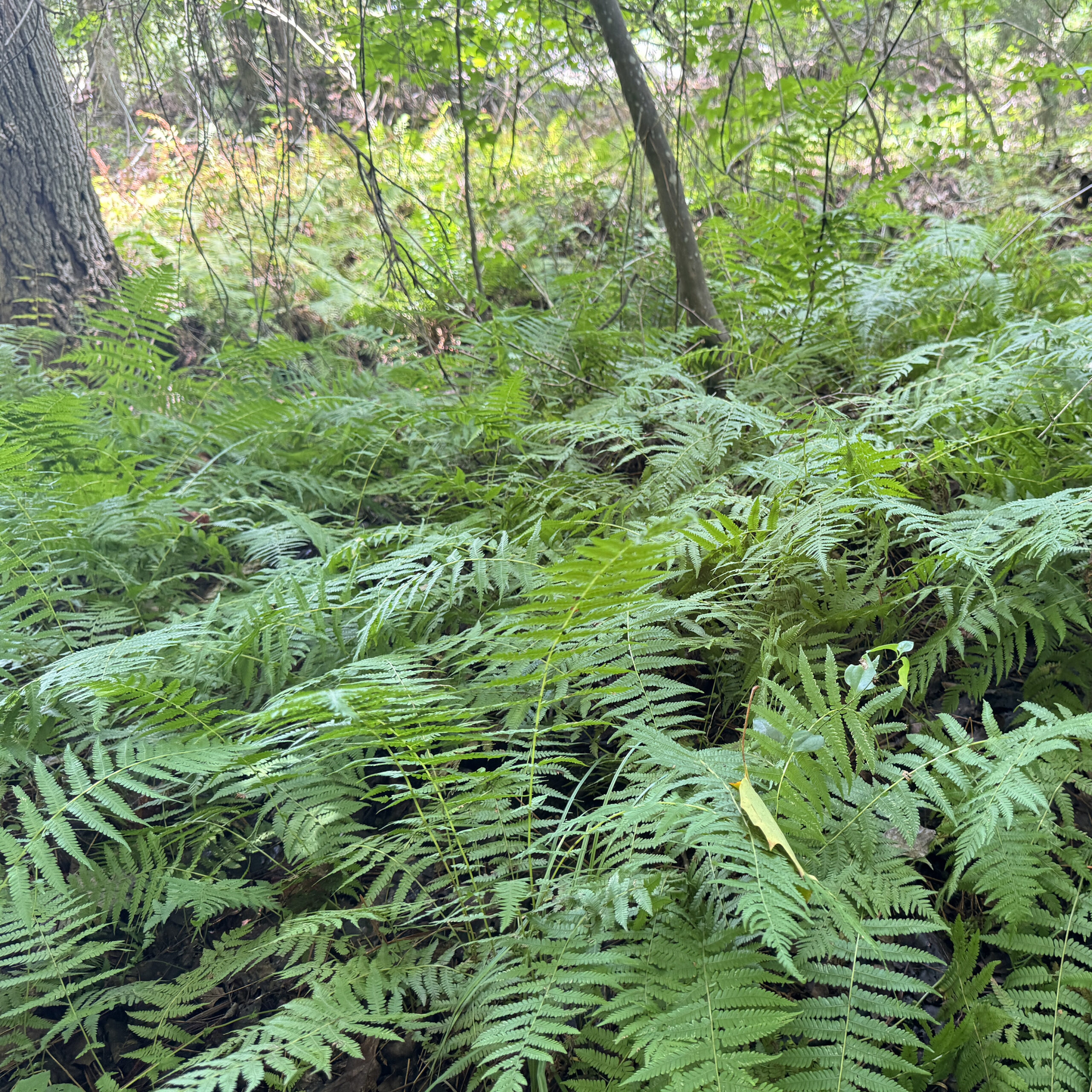 New York fern will form large colonies of fronds when it finds itself in the right conditions.  This is a moist well  drained slope with rich soil.