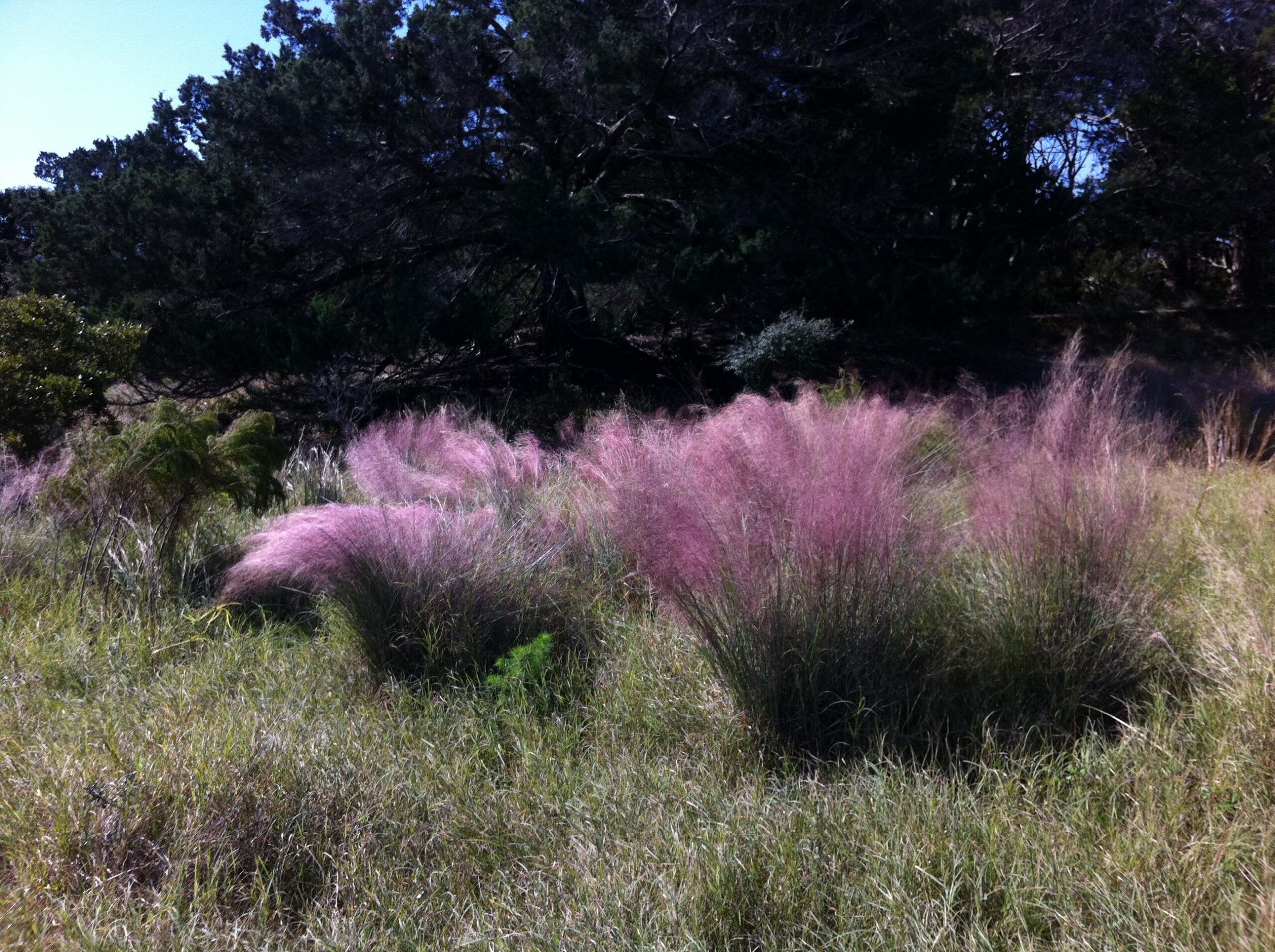 A stand of Pink Muhly grass with its pink seed tufts billowing in the breeze in a grassland on Sapelo Island.