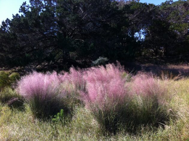 A stand of Pink Muhly grass with its pink seed tufts billowing in the breeze in a grassland on Sapelo Island.