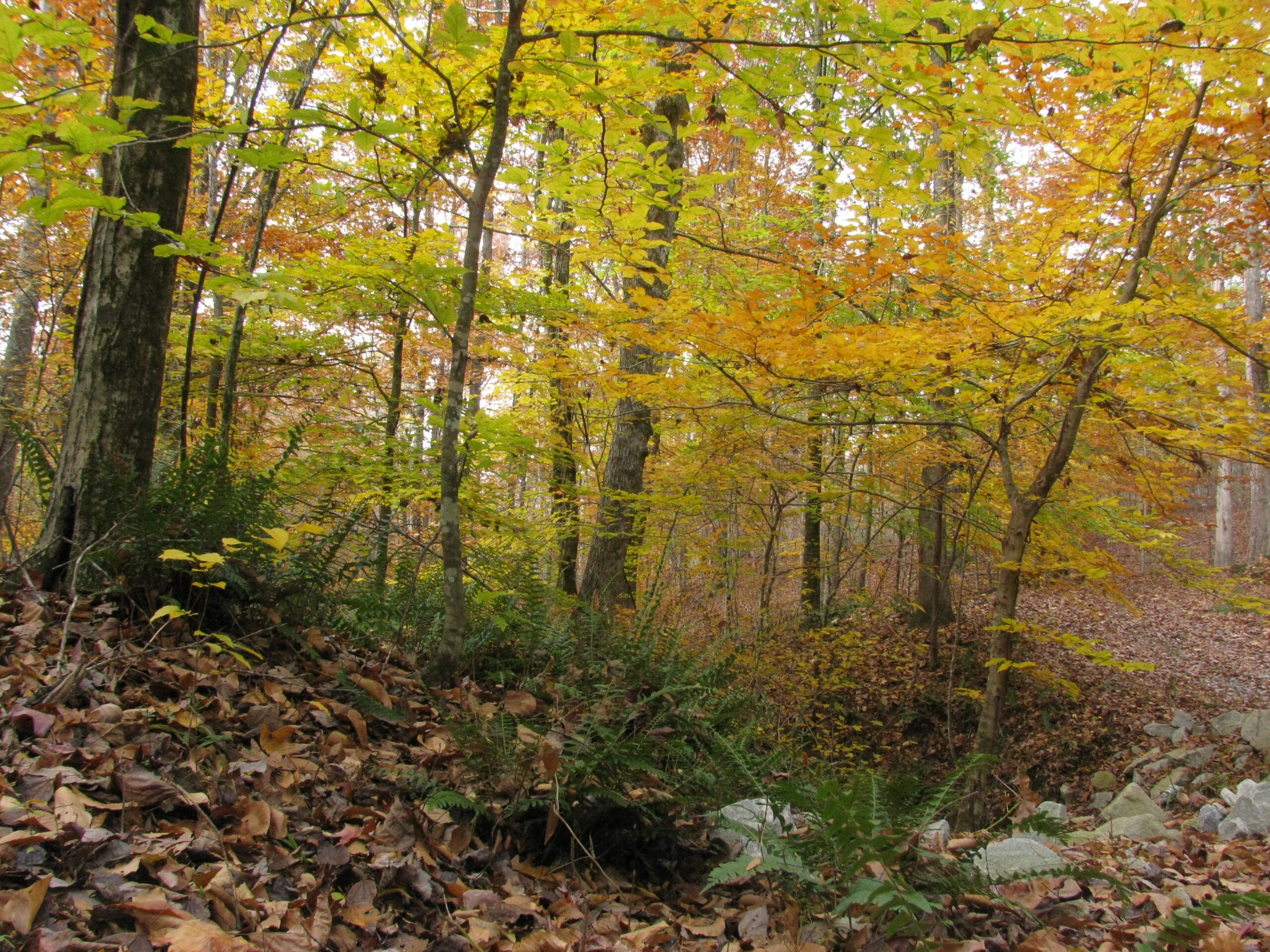 Piedmont forest in the fall with yellow leaves on beech trees, russett brown leaf litter on the florest floor, and deep evergreen leaves of Christmas fern at the base of gray tree trunks.