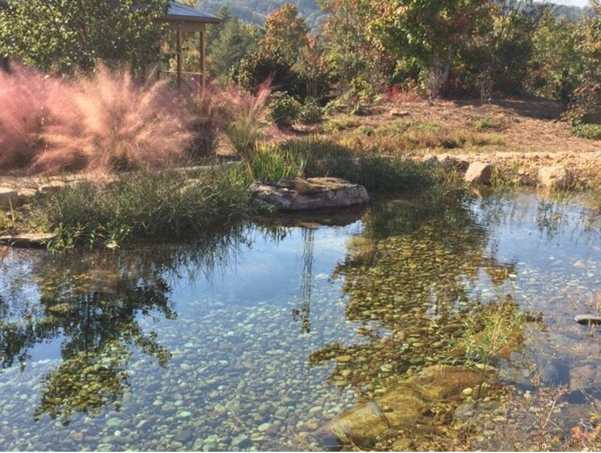 Plumes of Native grasses next to a clear pool of water with a gravel bottom.