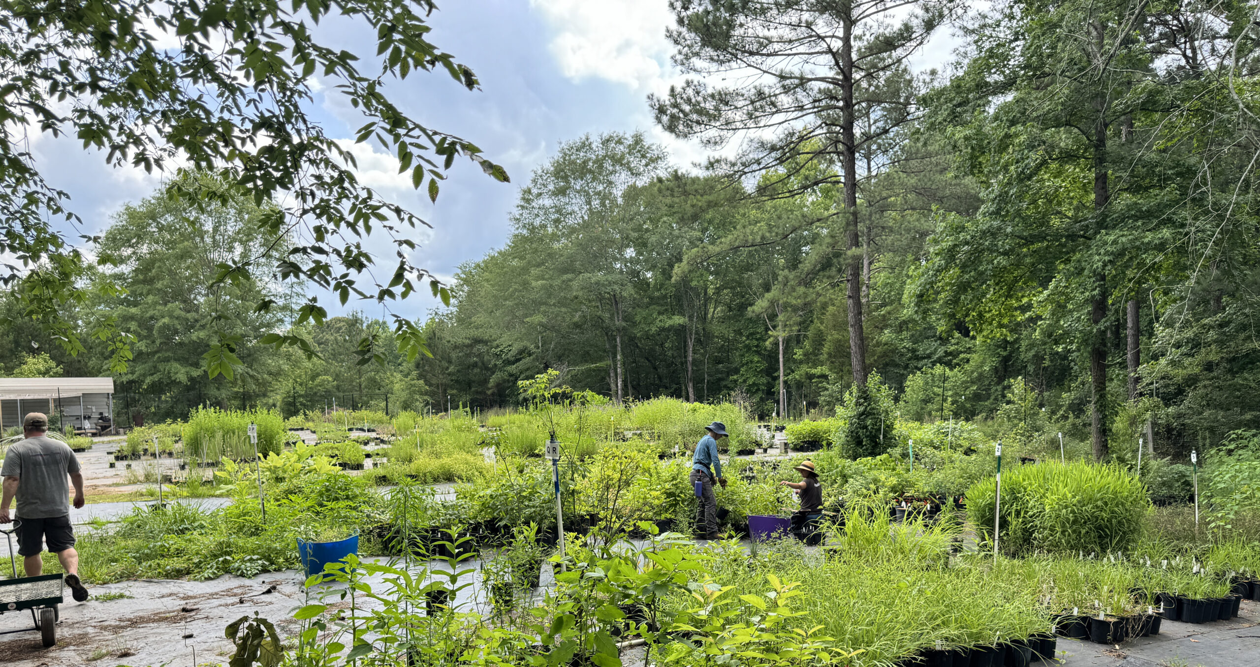 Outdoor open area surounded by trees, the ground is covered in a large number of green, potted native plants being grown for sale.