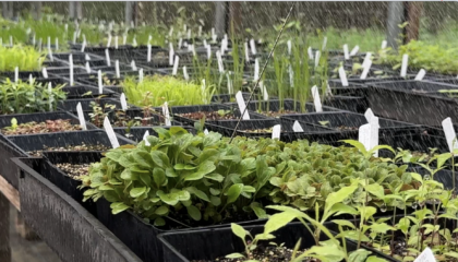 Short rectangular black pots filled with small fluffy green plant seedlings. The plants are being watered, water drops fall from above the picture frame, making the plant leaves wet.