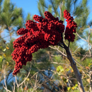 A panicle of fuzzy bright red berries of Rhus glabra, with leafless brown winter branches in the background.