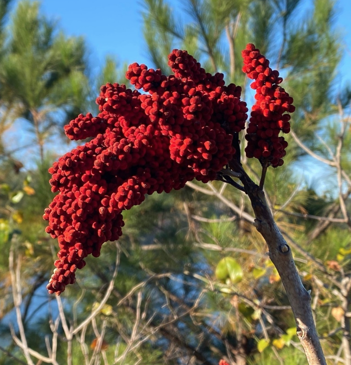 A panicle of fuzzy bright red berries of Rhus glabra, with leafless brown winter branches in the background.