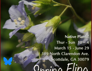 blue flowers of Jacob's Ladder embedded in a lush background of green leaves. Words say that the Spring Fling for Beech Hollow Farm is on April 5th, from 10-4