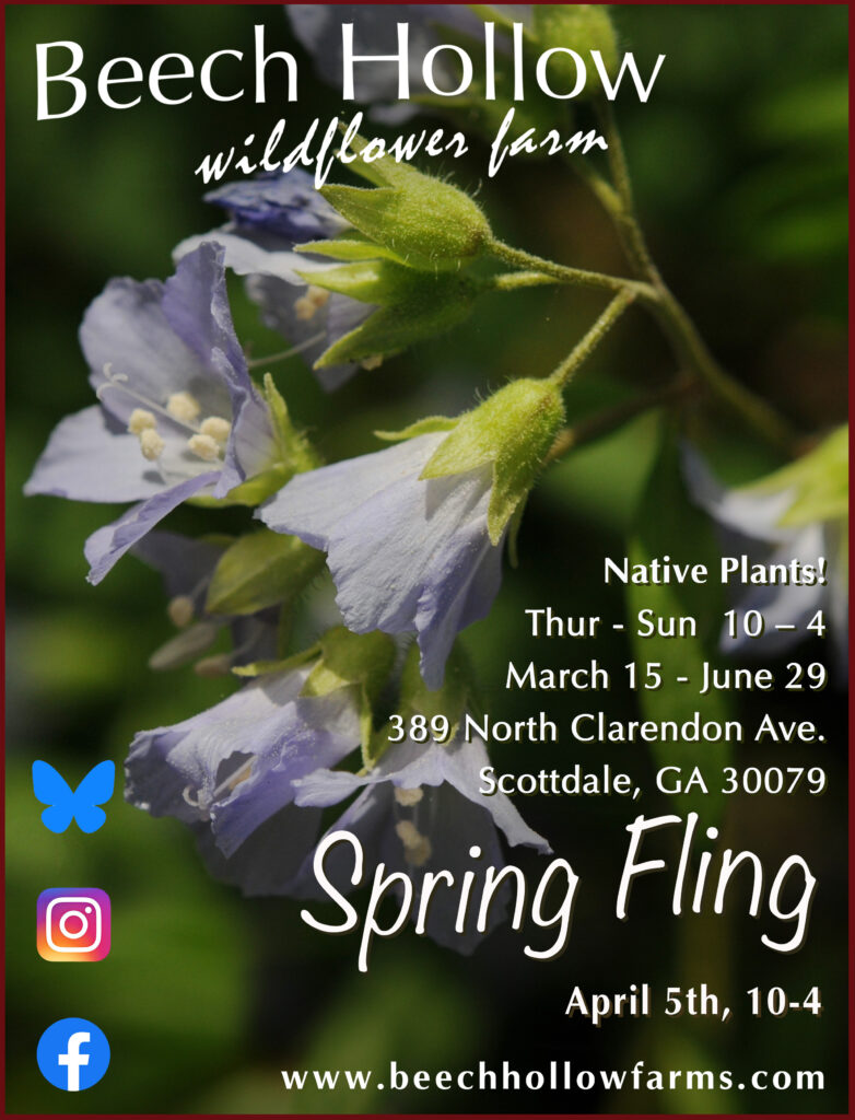 blue flowers of Jacob's Ladder embedded in a lush background of green leaves. Words say that the Spring Fling for Beech Hollow Farm is on April 5th, from 10-4