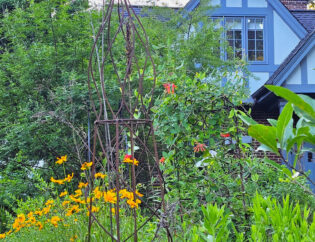 Habitat Garden with golden yellow coreopsis flowers, red honeysuckle flowers, and an iron garden trellis in the foreground, with a blue house in the background.