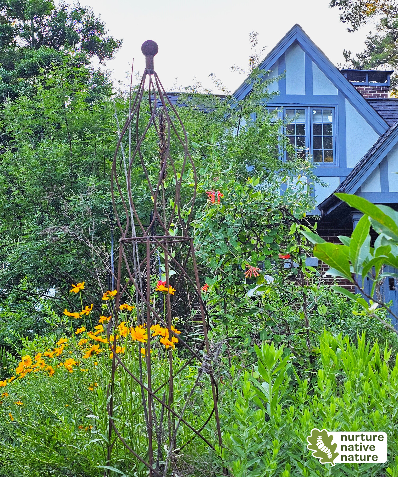 Habitat Garden with golden yellow coreopsis flowers, red honeysuckle flowers, and an iron garden trellis in the foreground, with a blue house in the background.