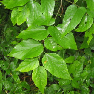 Green pointed leaves against a dark green background.