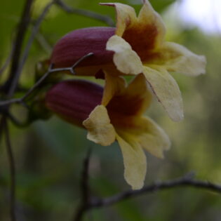 Cross Vine, bignonia capreolata, has bifoliate leaves with orange and red tubular flowers horizontal on new growth. This flower is attractive to butterflies, bumblebees and midsize native bees. Provides nectar for hummingbirds.