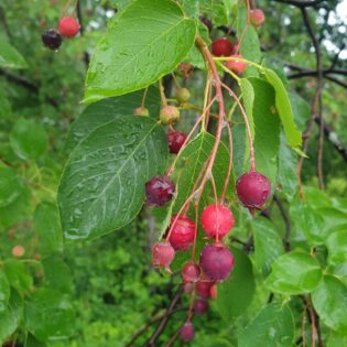 Amelanchier laevis, Allegheny Serviceberry fruiting in spring