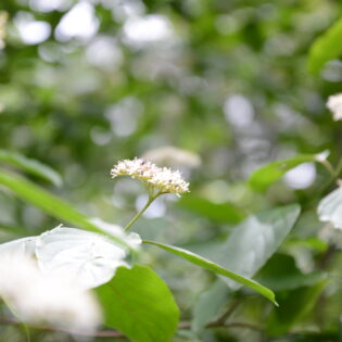 Cornus amomum (Silky Dogwood)