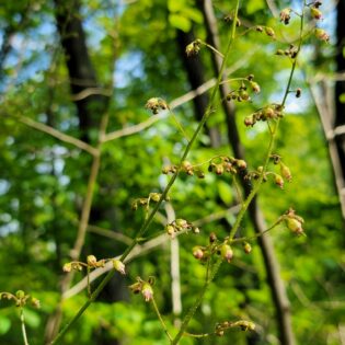 Heuchera aceroides, heuchera longiflora, long-flower alumroot