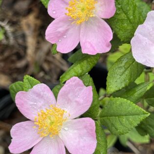 Rosa setigera (Climbing Rose)