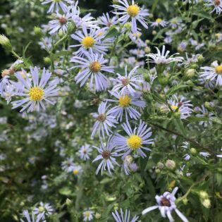 Symphyotrichum puniceum, Swamp Aster