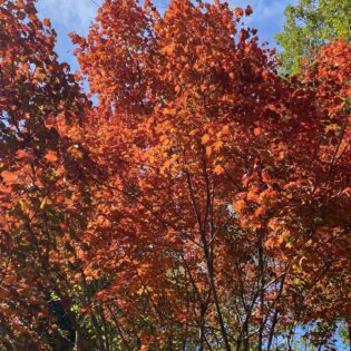 Chalk Maple, Acer leucoderme, exhibiting fall colors.