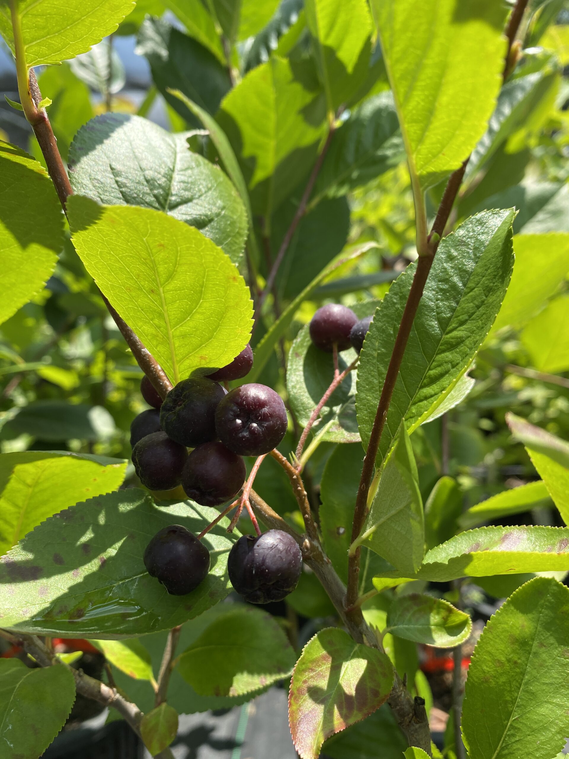 Aronia_melanocarpa_02