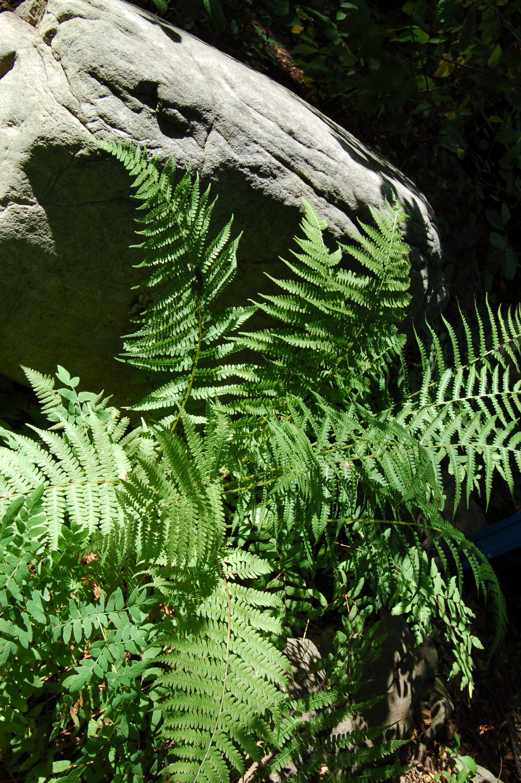 Athyrium_felix-femina_01 copy 2