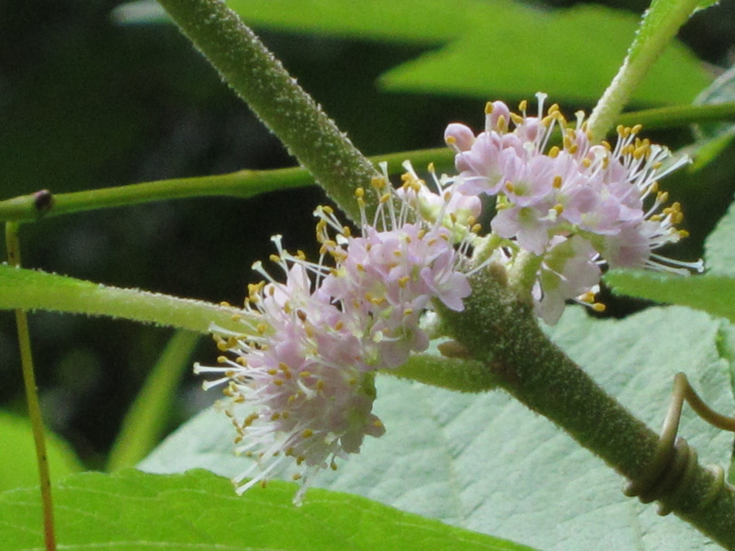 Pink flowers of Beauty Berry, Callicarpa americana, ring around the stem at the leaf axils.