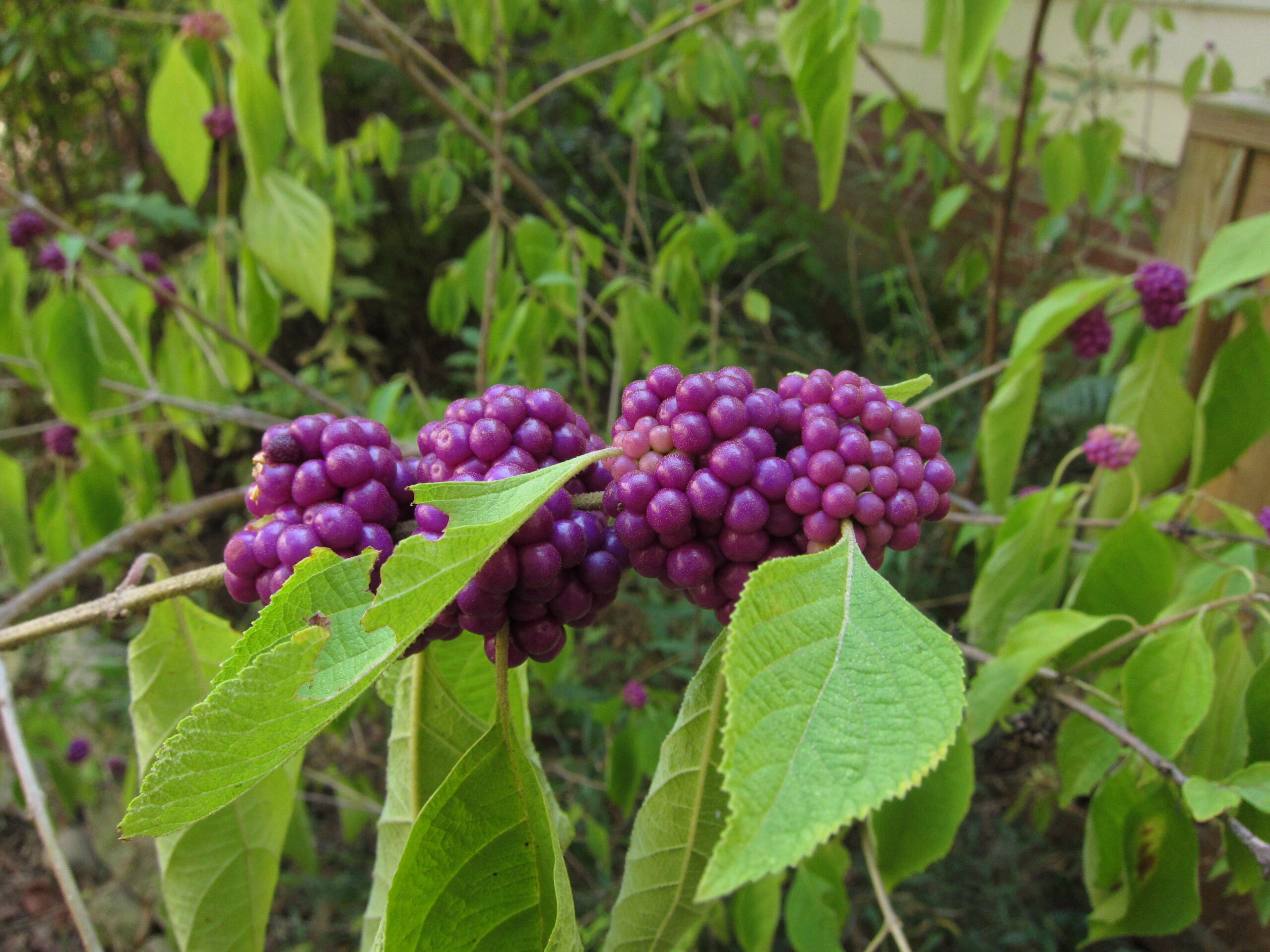 Florescent mauve berries of Beauty berry, Callicarpa americana, ripen in early fall.