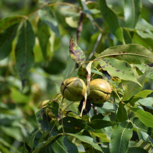 carya ovata, shagbark hickory