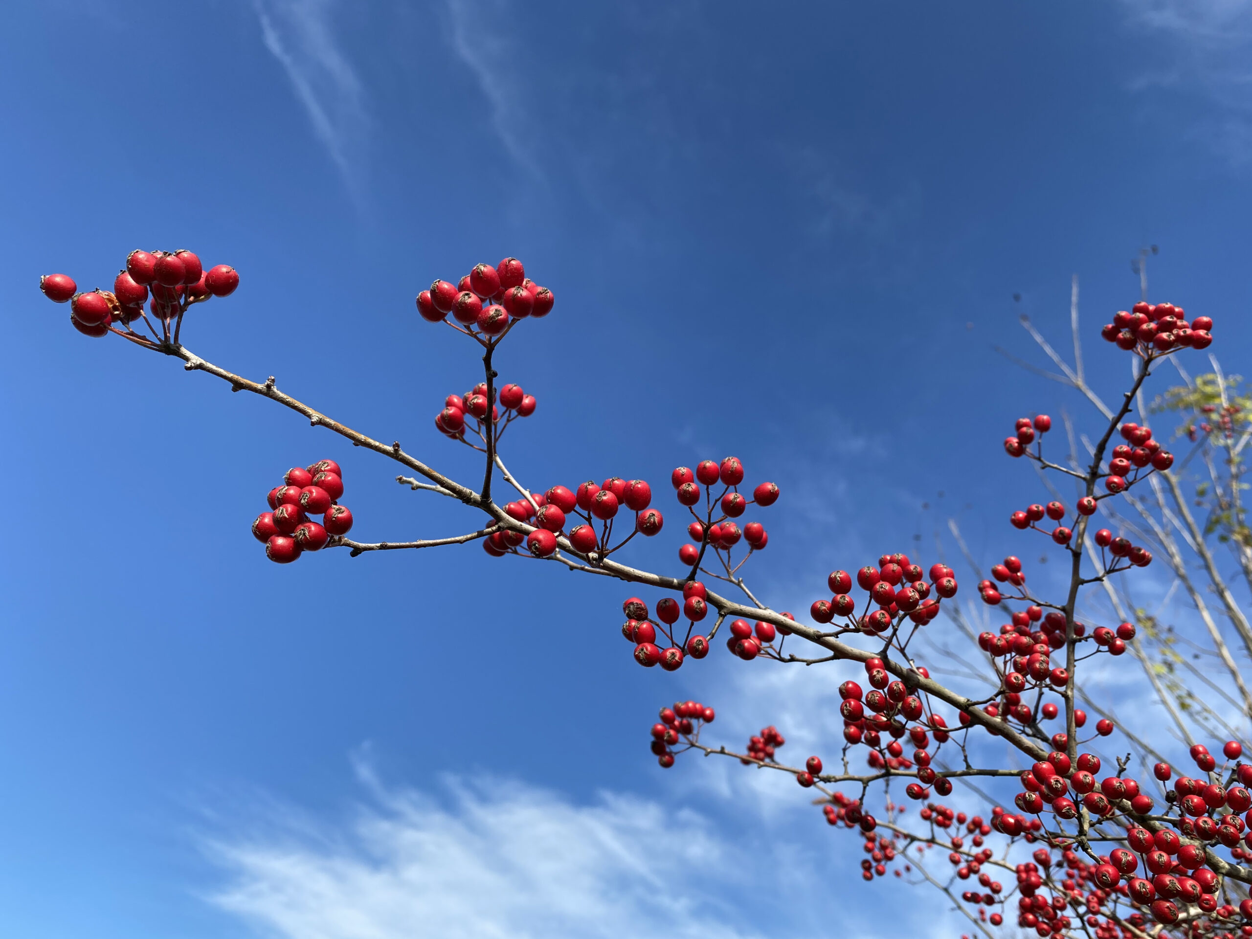 Blue winter sky with clusters of small red Parsley Hawthorn berries along a slender gray branch.