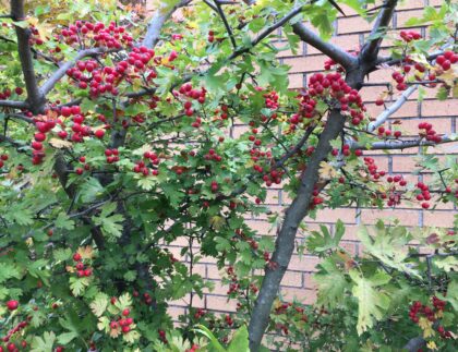 Plentiful ripening fruit on a Parsley Hawthorn