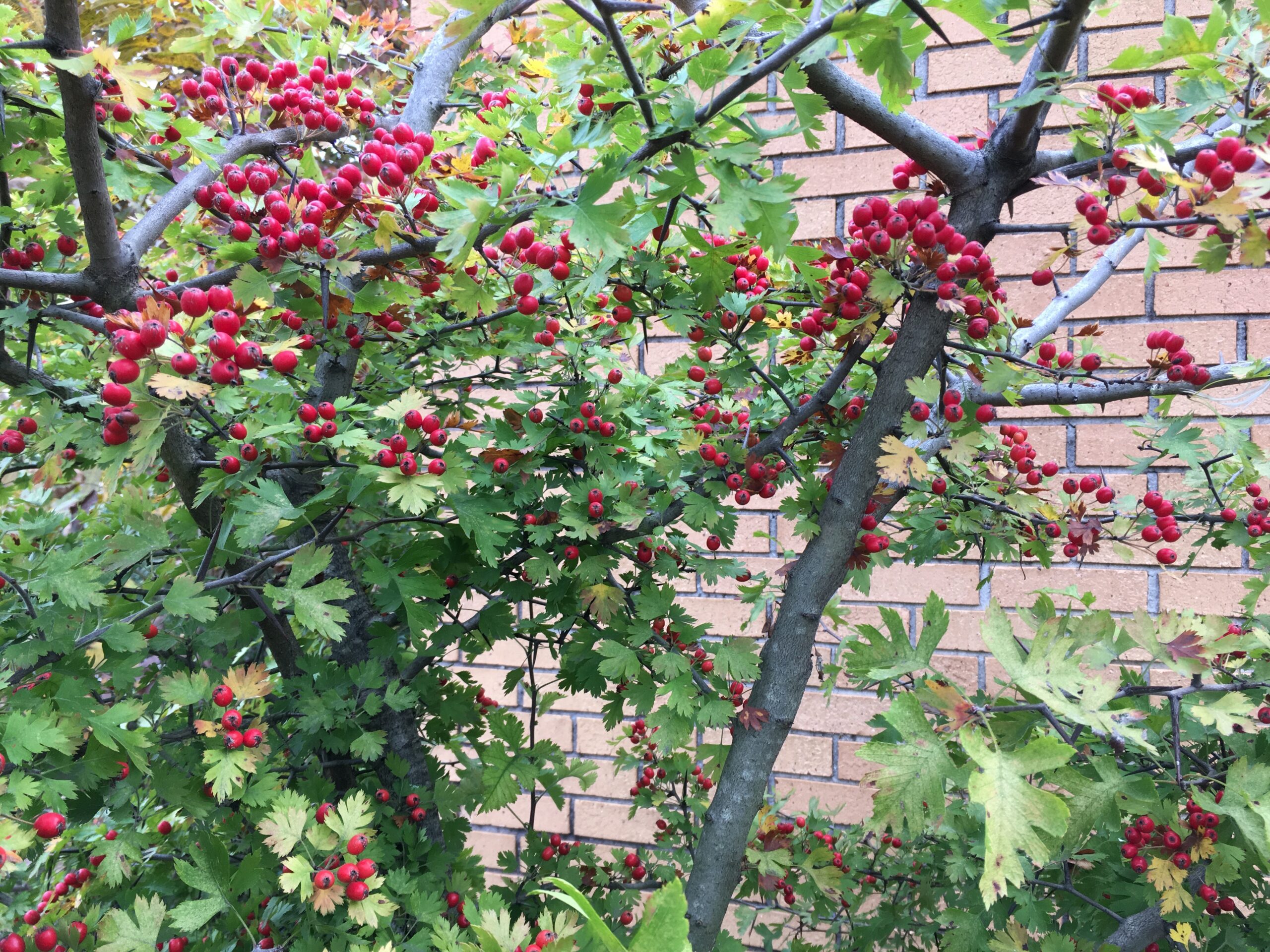 Plentiful ripening fruit on a Parsley Hawthorn