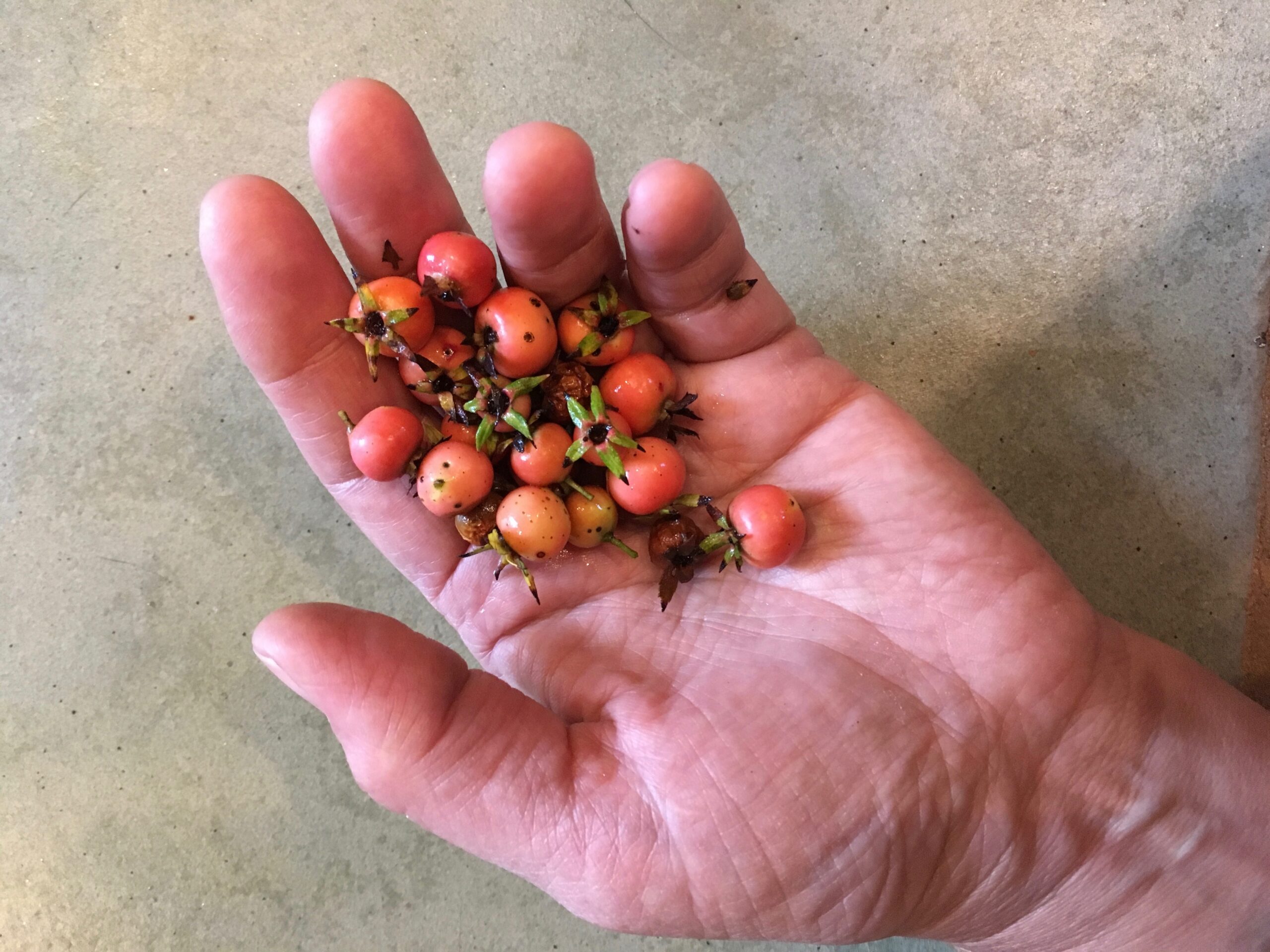 Crataegus-uniflora-berries-IMG_9758 copy 2