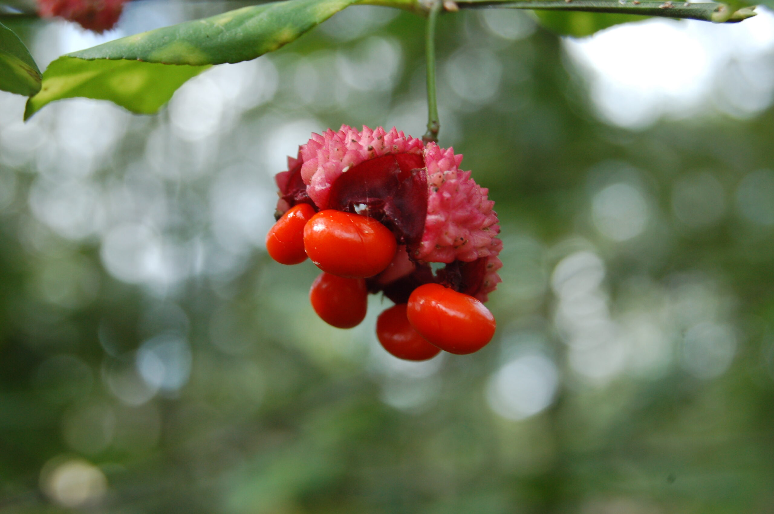 Euonymous_americana_01