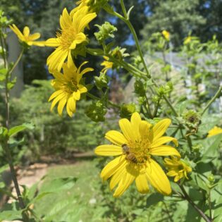 Helianthus resinosus (Resinous Sunflower)
