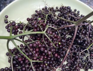 A summer plate full of harvested elderberries. Photo by Mary Jane Leach.