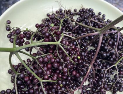 A summer plate full of harvested elderberries. Photo by Mary Jane Leach.