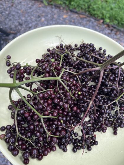 A summer plate full of harvested elderberries. Photo by Mary Jane Leach.