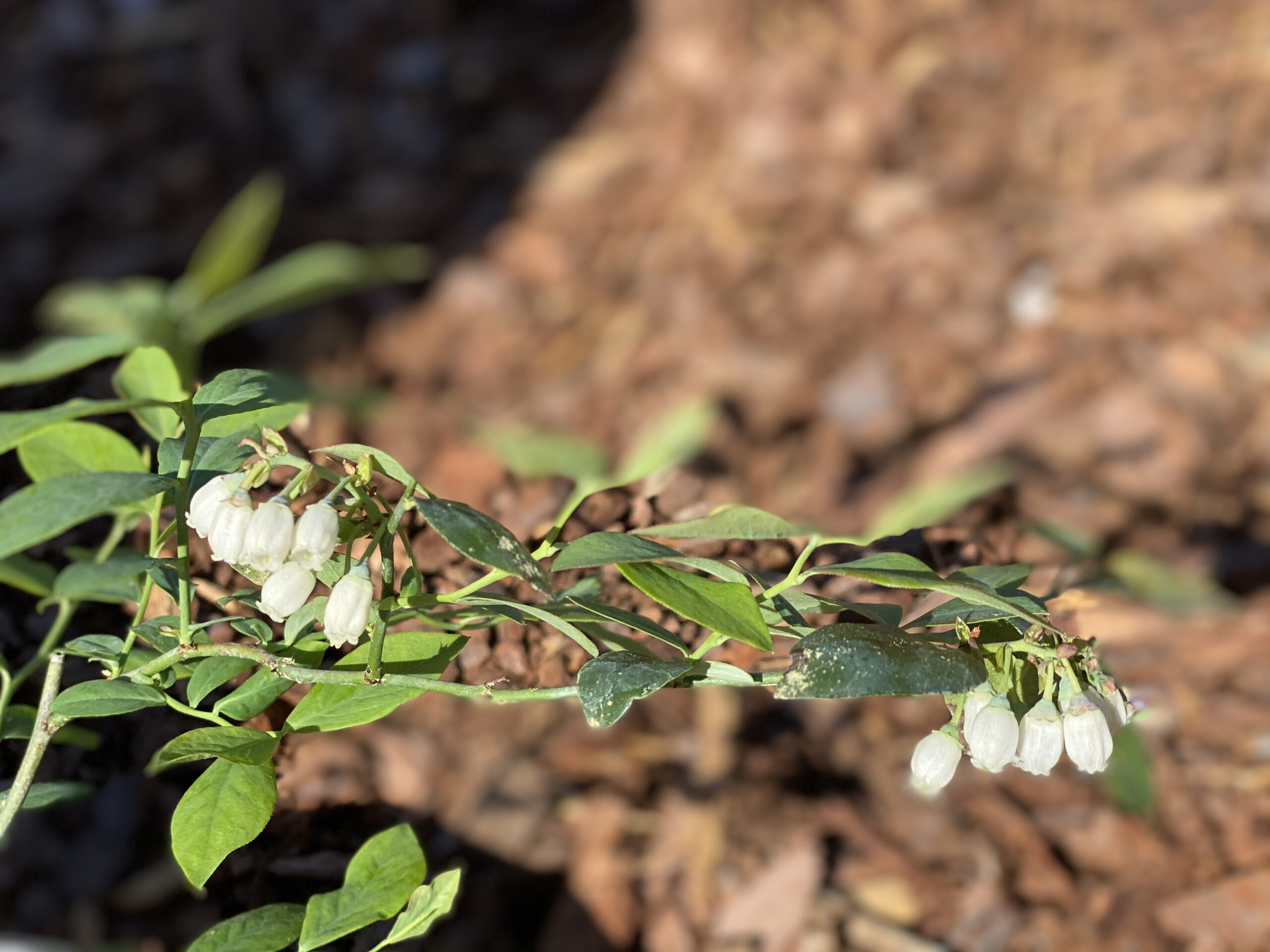 White flowers of vaccinium corymbosum