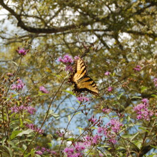 Vernonia gigantea (Giant Ironweed)