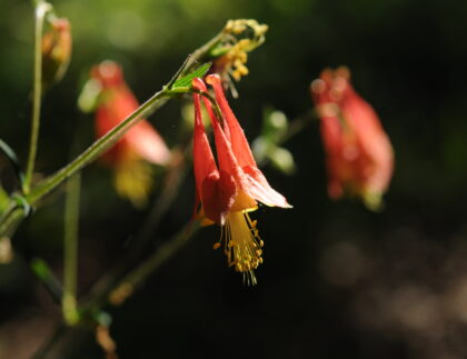 Red and yellow complex blossoms of Columbine hanging on a slender green stem