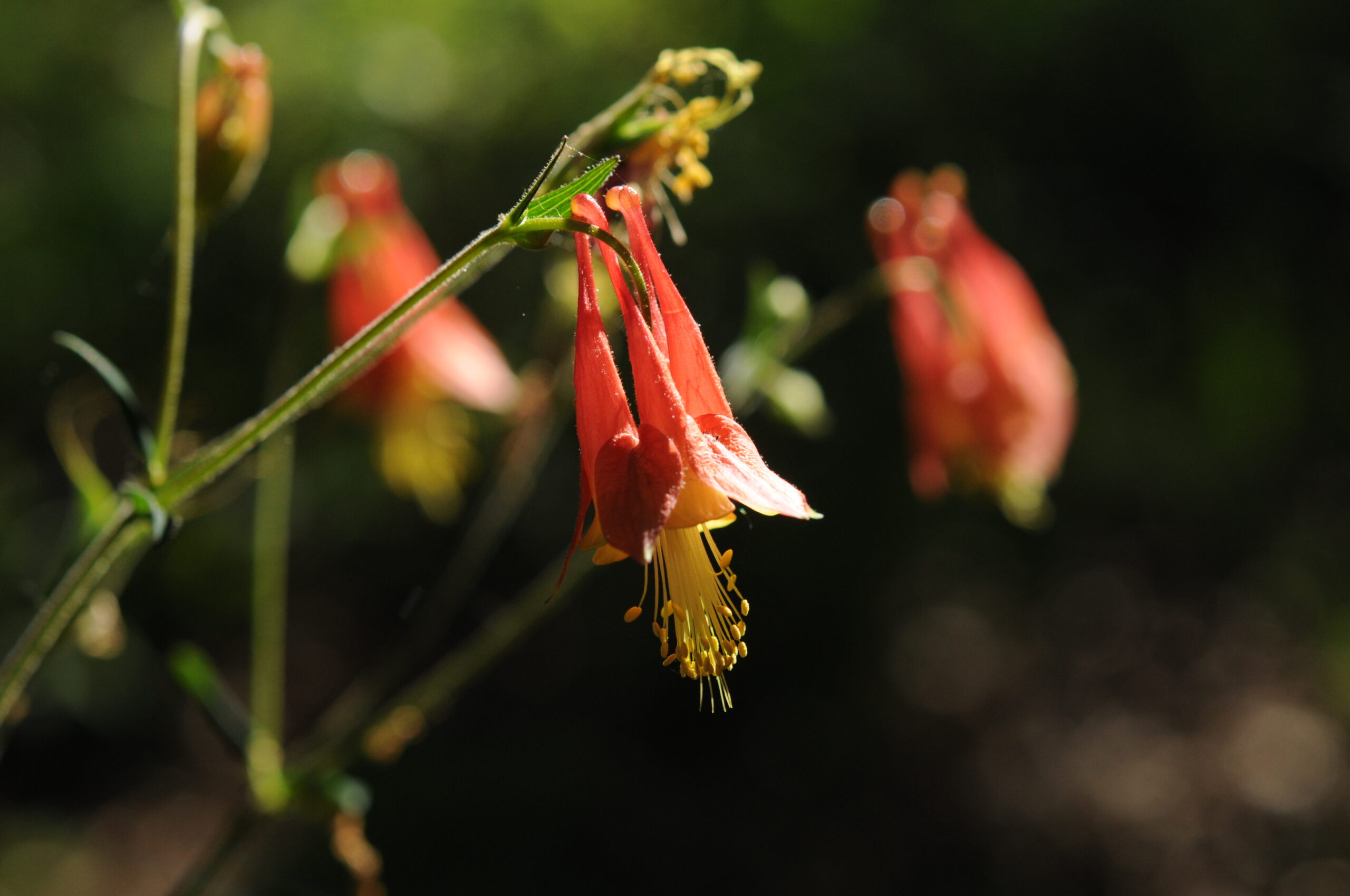 Red and yellow complex blossoms of Columbine hanging on a slender green stem