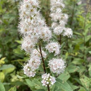spiraea latifolia, spiraea alba, white meadowsweet