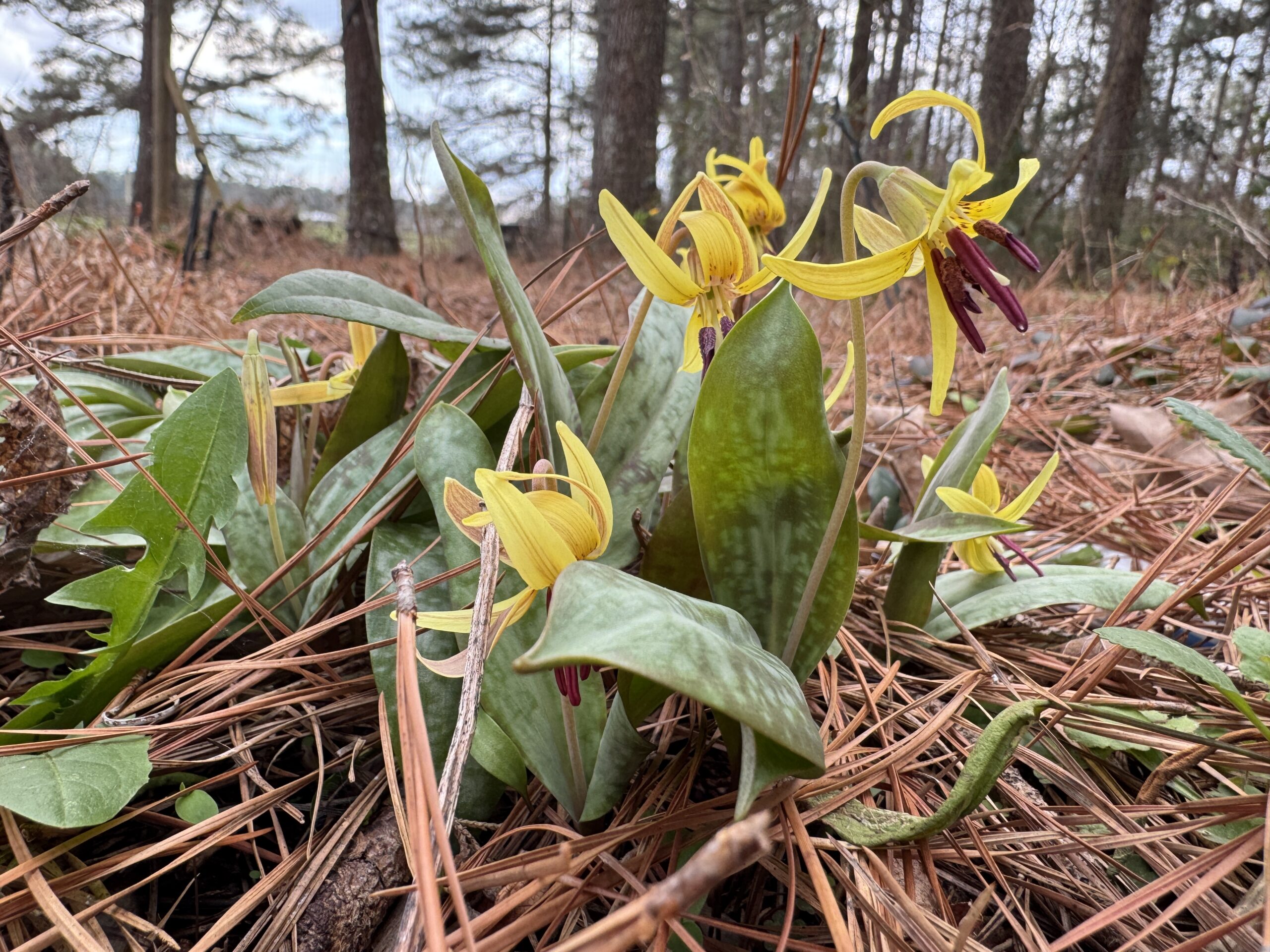 IMG_4061 trout lily