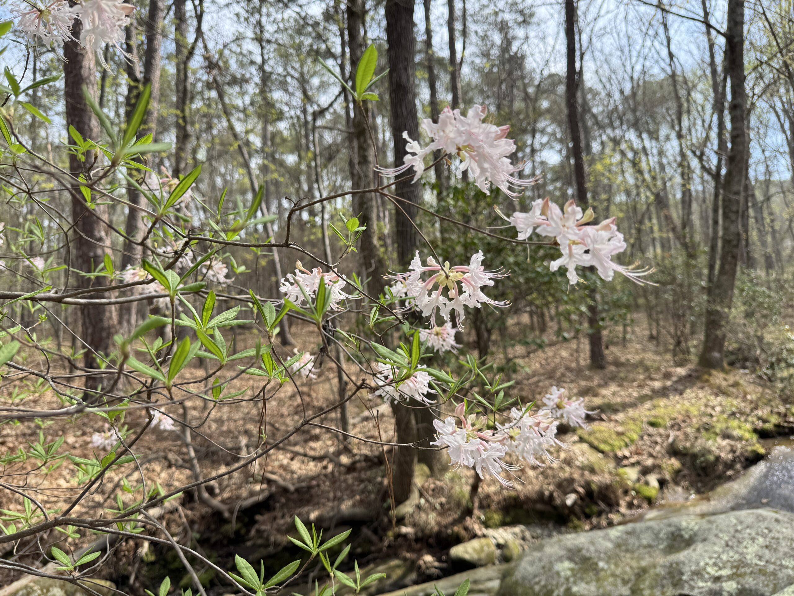 Pink and fragrant Piedmont azalea, Rhododendron canescens