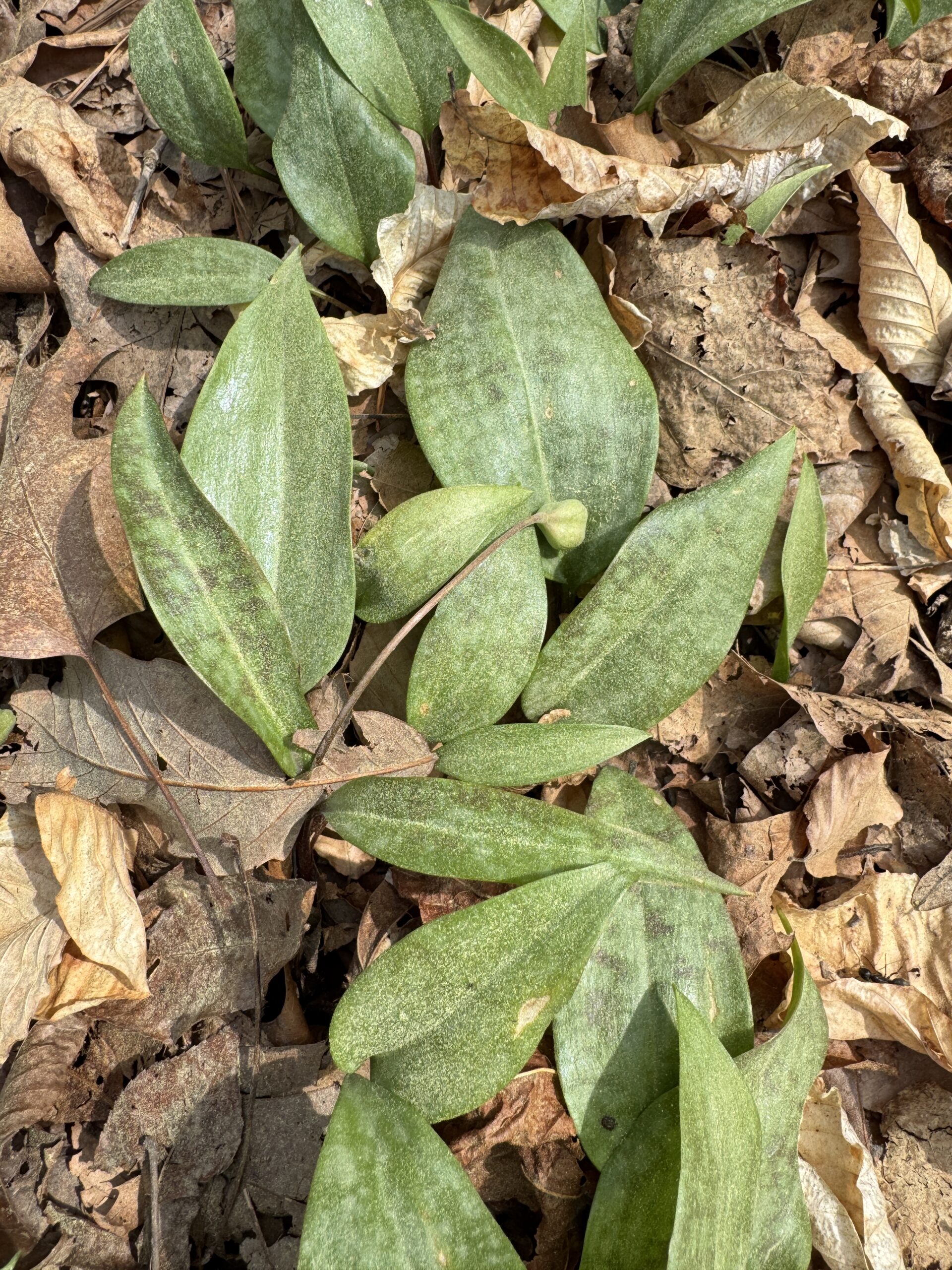 Trout lily seed pod developing