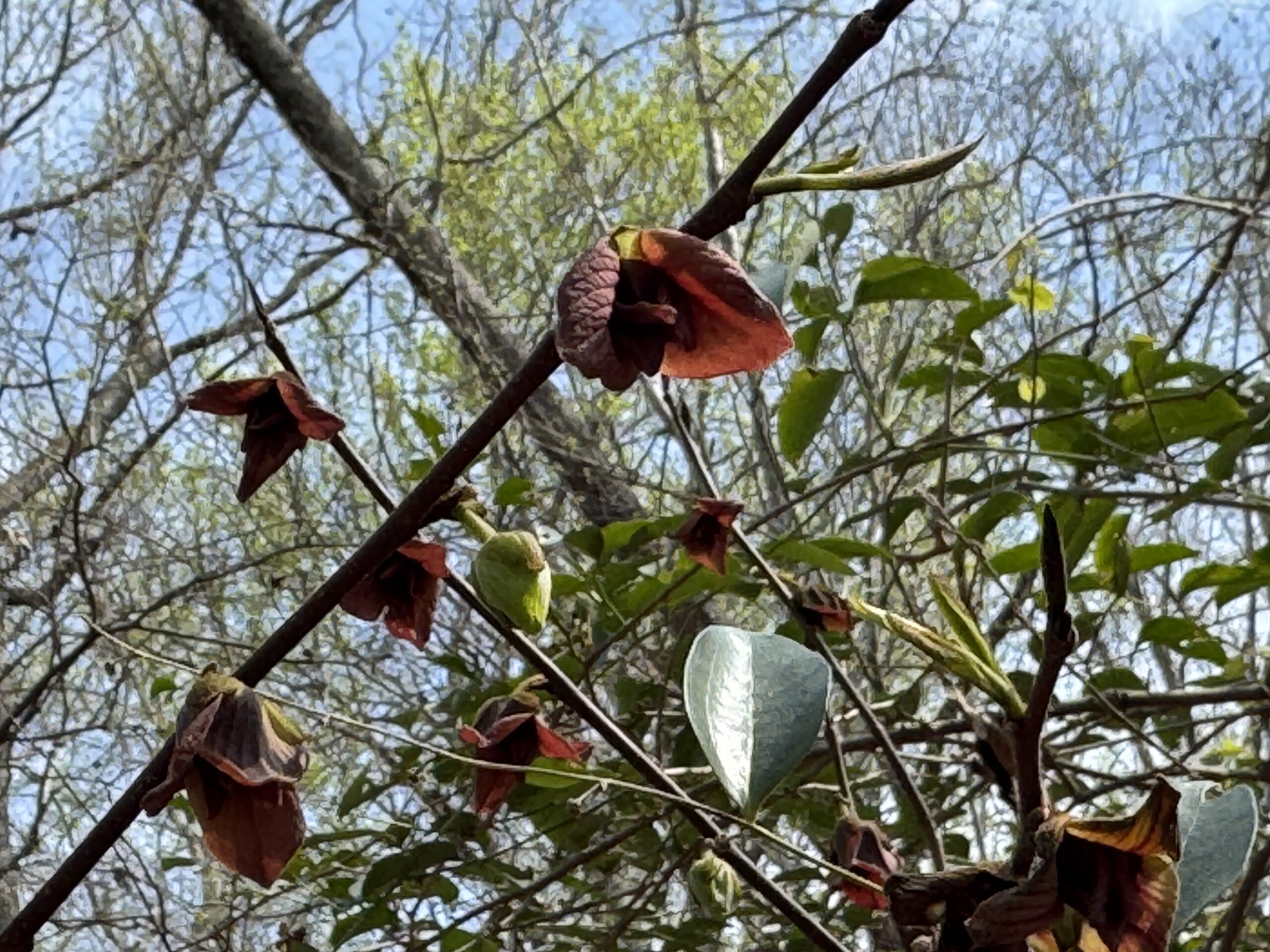 Pawpaw, Asimina tripetala, is unfolding its burgundy blossoms.