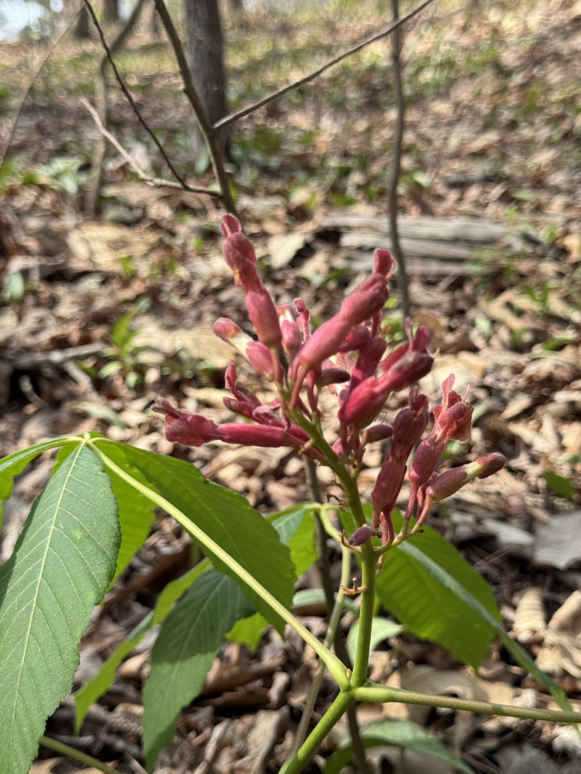 Red Buckeye, Aesculus pavia, blooming along the trail at Stone Mountain.