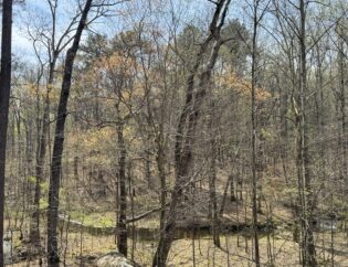 Stone Mountain spring landscape