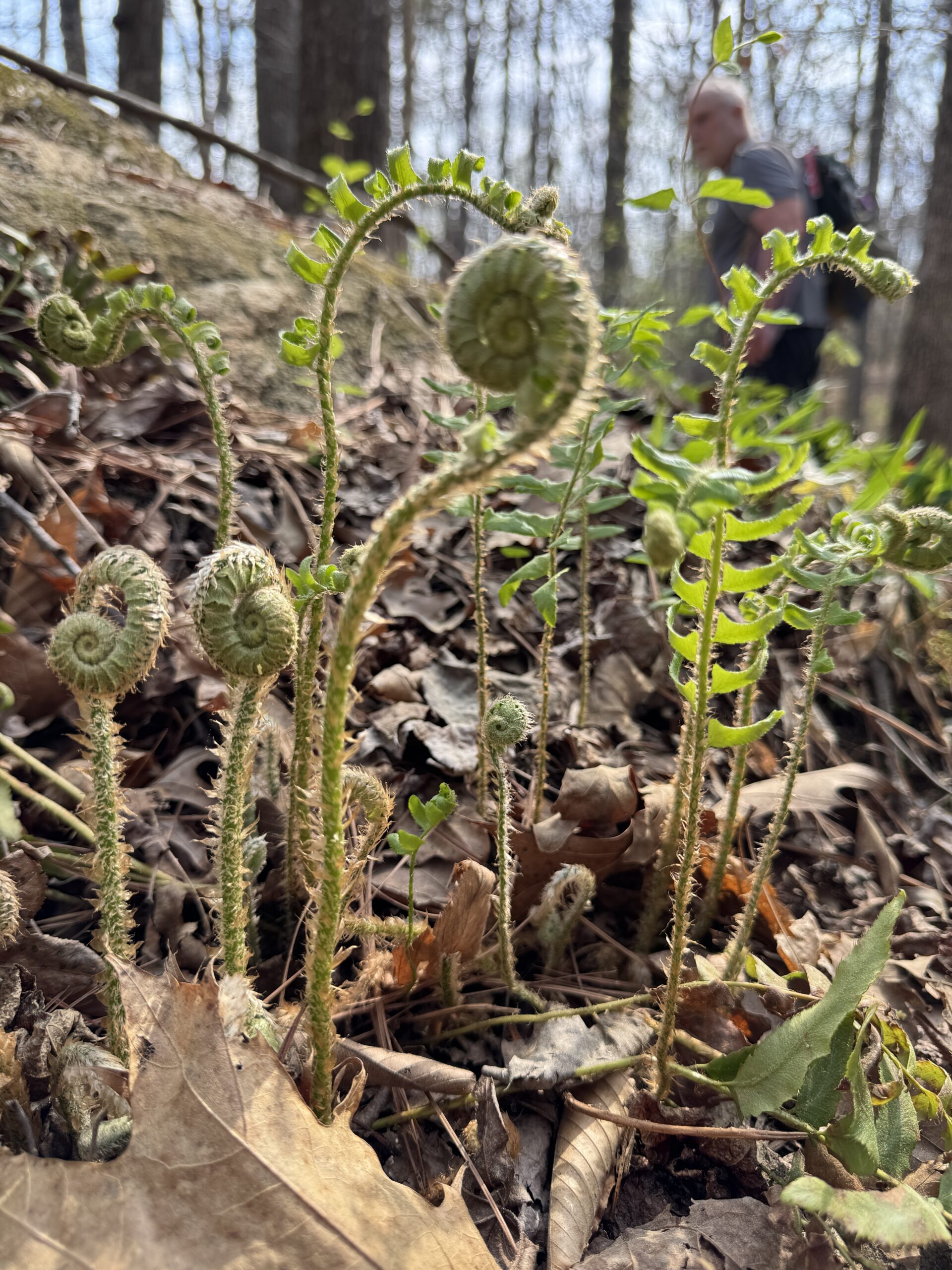 Christmas fern, Polystichium acrostichoides, uncoiling its new spring fronds.