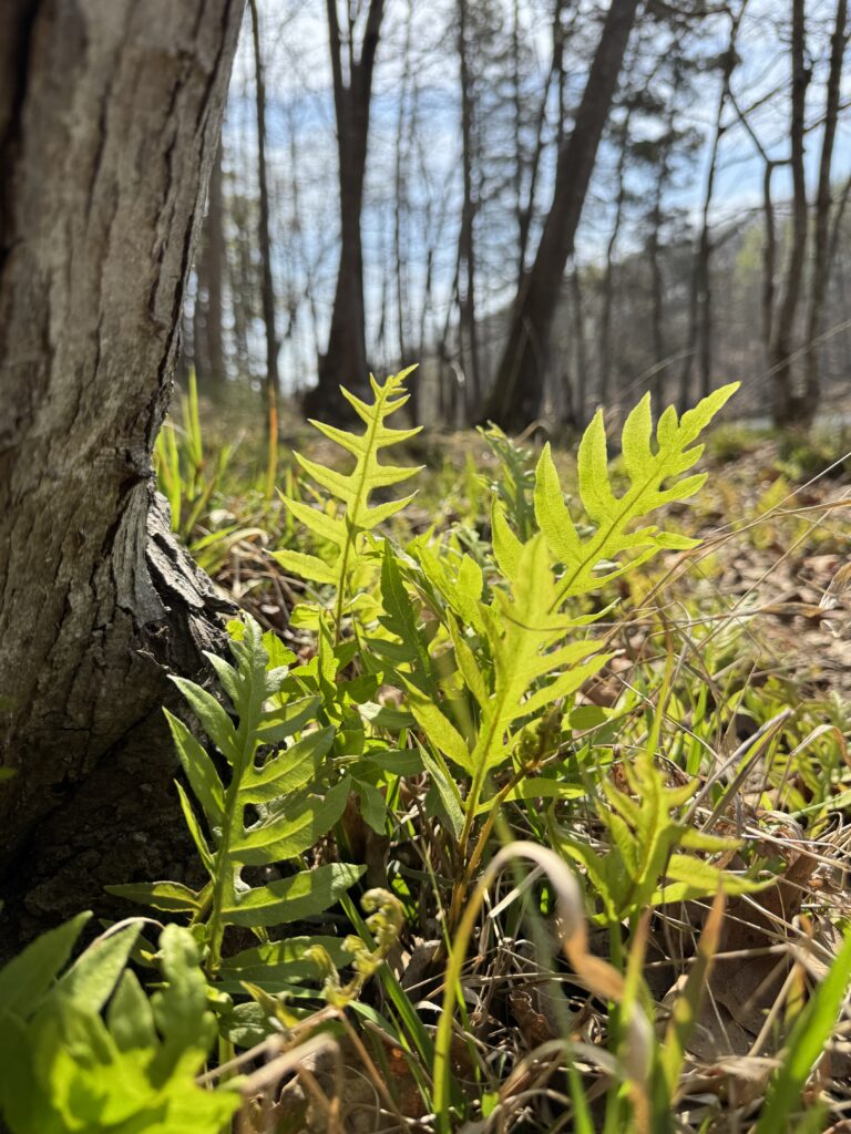 Netted Chain fern, Lorinseria areolata, pushing its new greenry into the spring sunshine.