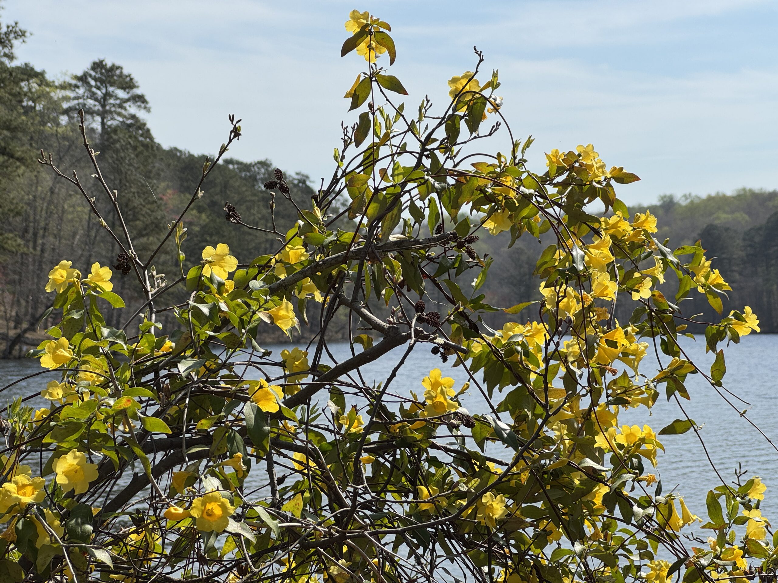 Carolina Jessamine, Gelsemium sempervirens, blooming with Stone Mountain lake in the background.