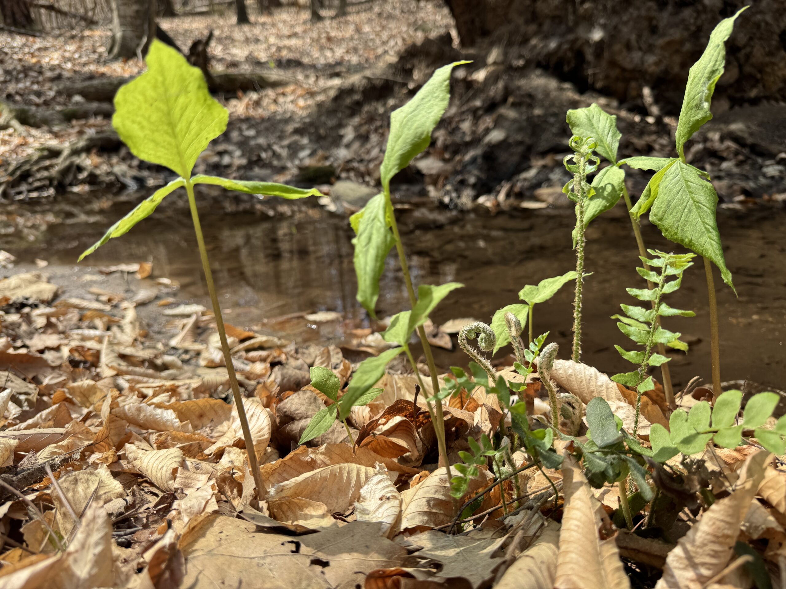 Jack in the pulpit, Arisaema triphyllum, is a plant that needs to have its feet wet or at least very very moist. It is often found along streams, in areas that don't drain well, and wants shade.